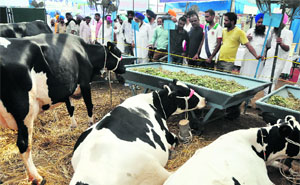 Buffloes on display during the Pashu Palan Mela on the GADVASU campus in Ludhiana on Friday. 