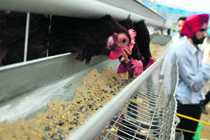 High quality of poultry on display at the Pashu Palan Mela on the GADVASU campus on Friday. 