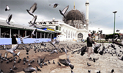 Men feed pigeons at the Hazratbal Shrine in Srinagar on Saturday