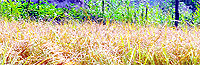 Standing paddy crop in Kashmir
