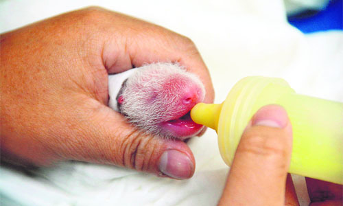 A newly born panda cub being fed by a zookeeper in an incubator at Taipei City Zoo.