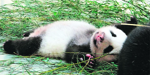 This undated handout photograph released by zoo authorities on September 3 shows the few-weeks-old panda cub playing at the zoo.