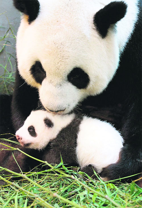 An undated picture released by the zoo on August 27 shows giant panda Yuan Yuan holding her baby panda. The cub was the first panda born in Taiwan following a series of artificial insemination sessions.