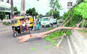 Trees got uprooted on the roadsides after sudden rain and strong winds in Amritsar on Sunday evening
