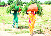 People walk in the sun after covering their head with a cloth to protect themselves from the heat in Bathinda; (right) women return home after a hard days work at village Nathana in the district