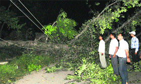 A tree falls on a power cable disrupting the electricity supply and blocking the road at Sector 38