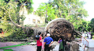 In Sundays squall, the city lost its one of the most sacred and oldest trees, popularly known as Triveni at Sector 23.