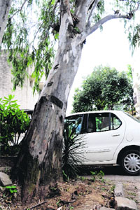 A tilted tree in Sector 10-A poses threat to residents of the area.