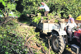 Employees of the Horticulture Department Division No. 2 clear the area in Sector 23, Chandigarh.