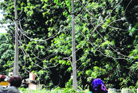 Power cables hang loosely in Sector 6 in Panchkula on Monday. 