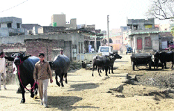 A view of a dairy farm on the outskirts of Rohtak city. Photo: Manoj Dhaka