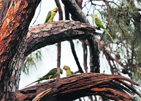 Parrots sitting on a Chir tree at Karnal Club