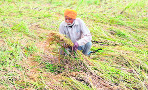 A farmer takes stock of his damaged paddy crop on the outskirts of Amritsar on Monday. 