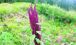 Amaranth