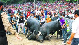 People watch a traditional buffalo fight at Mashobra, near Shimla.