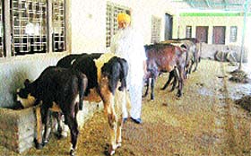 Amarjeet Singh, a progressive dairy farmer, with his cattle in Paonta Sahib.