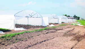 The site for the Centre of Excellence for Vegetables at Kartarpur in Jalandhar on Tuesday.