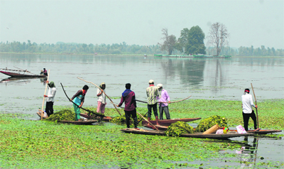 Members of Kashmir's Lakes and Waterways Authority remove weeds from the Dal Lake in Srinagar. Tribune photo: Amin War