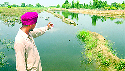A farmer in Moga points towards his waterlogged fields
