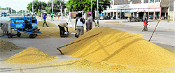 Heaps of fresh paddy at the Fazilka grain market