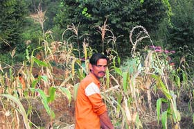 A farmer shows a monkey-ravaged maize crop field at Paddar in Mandi