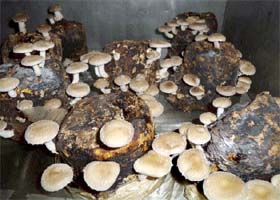 Shiitake being grown on sawdust blocks