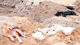 Stray dogs on the Guru Nanak Dev hospital premises in Amritsar. 