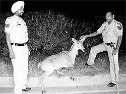 Policemen rescue an injured nilgai from the Ambala-Chandigarh highway in Dera Bassi on Thursday