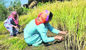 Women at work in a paddy field in Anantnag district on Thursday. 