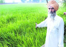 Surinder Singh of Neelpur village in Patiala points towards his land he claims is being forcibly taken away from him