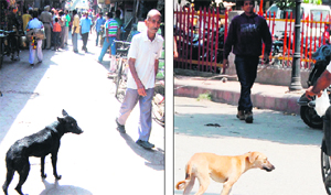 Stray dogs on the roads in Amritsar.