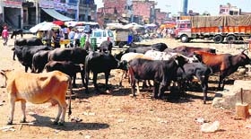 Stray cattle adds to the chaos at the congested Narwal vegetable market in Jammu.