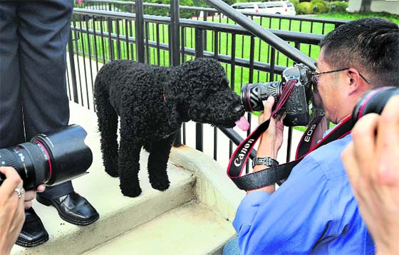 US President Barack Obama's family dog Sunny, a Portuguese water dog who arrived at the White House in August and was born in June, is mobbed by journalists as she walks around near the press briefing room at the White House in Washington.