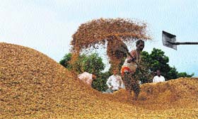 A labourer dries up wet paddy at the new grain market in Karnal on Sunday morning