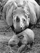  A one-horned rhinoceros along with her 22-day-old calf at Assam State Zoo breeding centre in Guwahati on Sunday