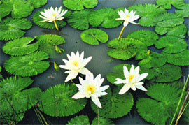 Blossoming lotuses in a pond at Uchana village in Karnal. 