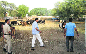 SDM Baljit Singh (centre) in a bull shelter where stray bulls are kept to make Fatehabad free from stray animals.