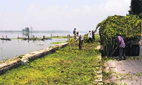 Workers of the Lakes and Waterways Authority collect weeds beside the Dal Lake in Srinagar on Monday.