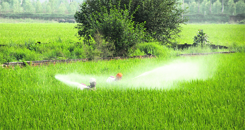 Farm labourers spray fertilisers at a paddy field in a Jalandhar village on Monday. 
