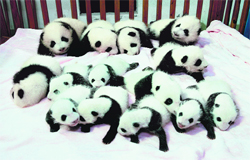 Giant panda cubs lie in a crib at the Chengdu Research Base of Giant Panda Breeding in Chengdu, China. Fourteen new members to the 128-giant-panda-family at the base were shown to the public on Monday.  Reuters