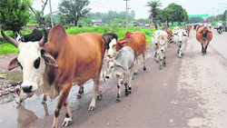 A herd of stray cattle moves on the road separating Sectors 43 and 52 in front of the ISBT, Sector 43, Chandigarh, on Tuesday. Tribune photo: Parvesh Chauhan