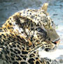 Leopard Chena which was recaptured by personnel of the Tutikandi Rescue and Rehabilitation Centre in Shimla on Sunday. 