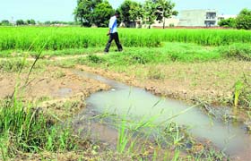 No lesson learnt: Water accumulates near a leaking Kajauli waterworks pipeline at New Morinda