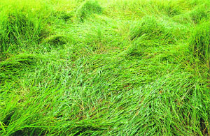 Paddy crop damaged at Sakoh village due to heavy rain on Tuesday night. 