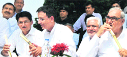 Chief Minister Bhupinder Singh Hooda (extreme right) with Public Works Minister Randeep Surjewala and Rohtak MP Deepender Hooda relish sugarcane presented by farmers at the CMs residence in Chandigarh on Saturday. Tribune photo: Pradeep Tewari
