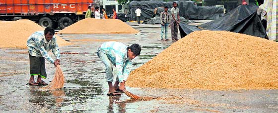 Labourers try to salvage paddy from rainwater at the new grain market in Jalandhar on Saturday.