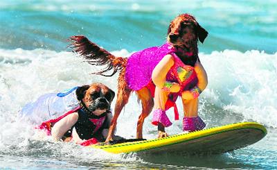 Hanzo (L) and Kalani surf in tandem during the 5th annual surf dog competition at Huntington Beach, California, on Sunday. 