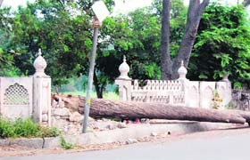 A tree lying on the ground at Ram Bagh in Amritsar on Tuesday