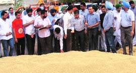 Bathinda MLA Sarup Chand Singla (second from right) takes stock of paddy procurement at the grain market in Bathinda on Tuesday.
