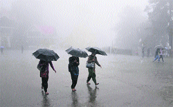 People walk with umbrellas during heavy rain in Shimla on Tuesday. 